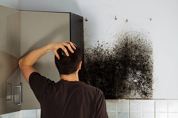 Best Local Mold Removal Service  in Bent Creek, NC