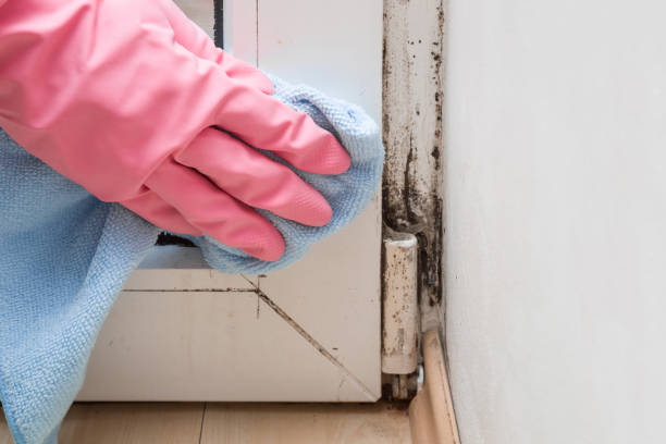 Best Emergency Mold Removal  in Bent Creek, NC